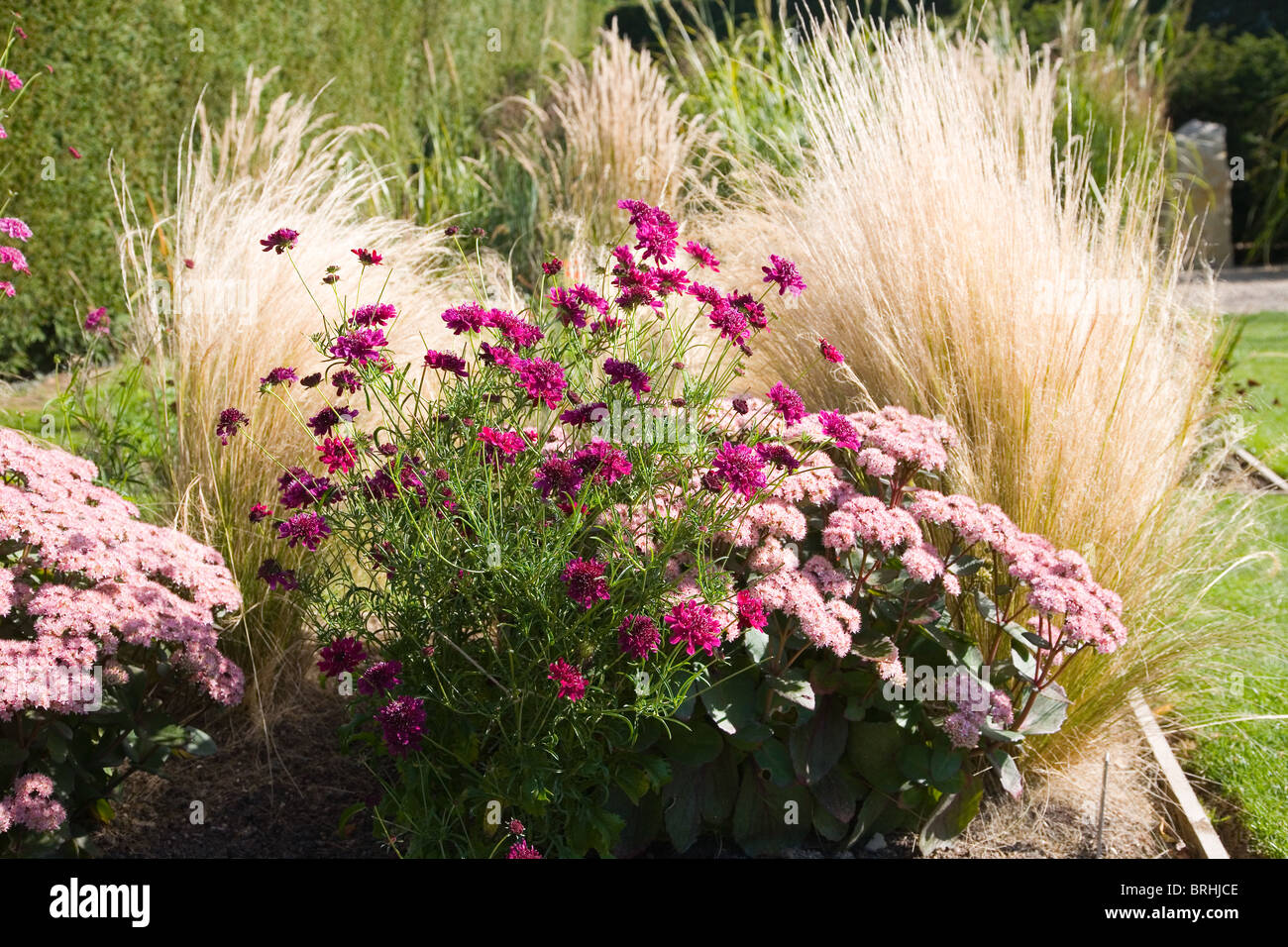 Scabiosa Chat Noir, Atropurpurea, vor dem Hintergrund der Gräser Stockfoto