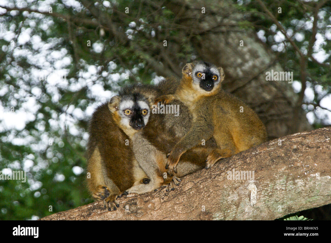 Rot-konfrontierte braune Lemuren, Madagaskar Stockfoto