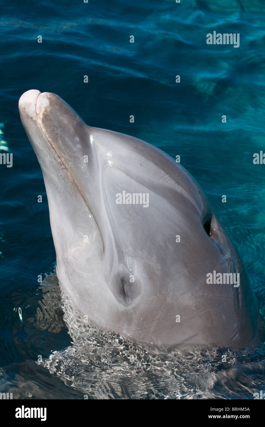 Mexiko, Cozumel. Delfinbeobachtung im Chankanaab Park, san miguel, Isla Cozumel, Cozumel Island. Stockfoto