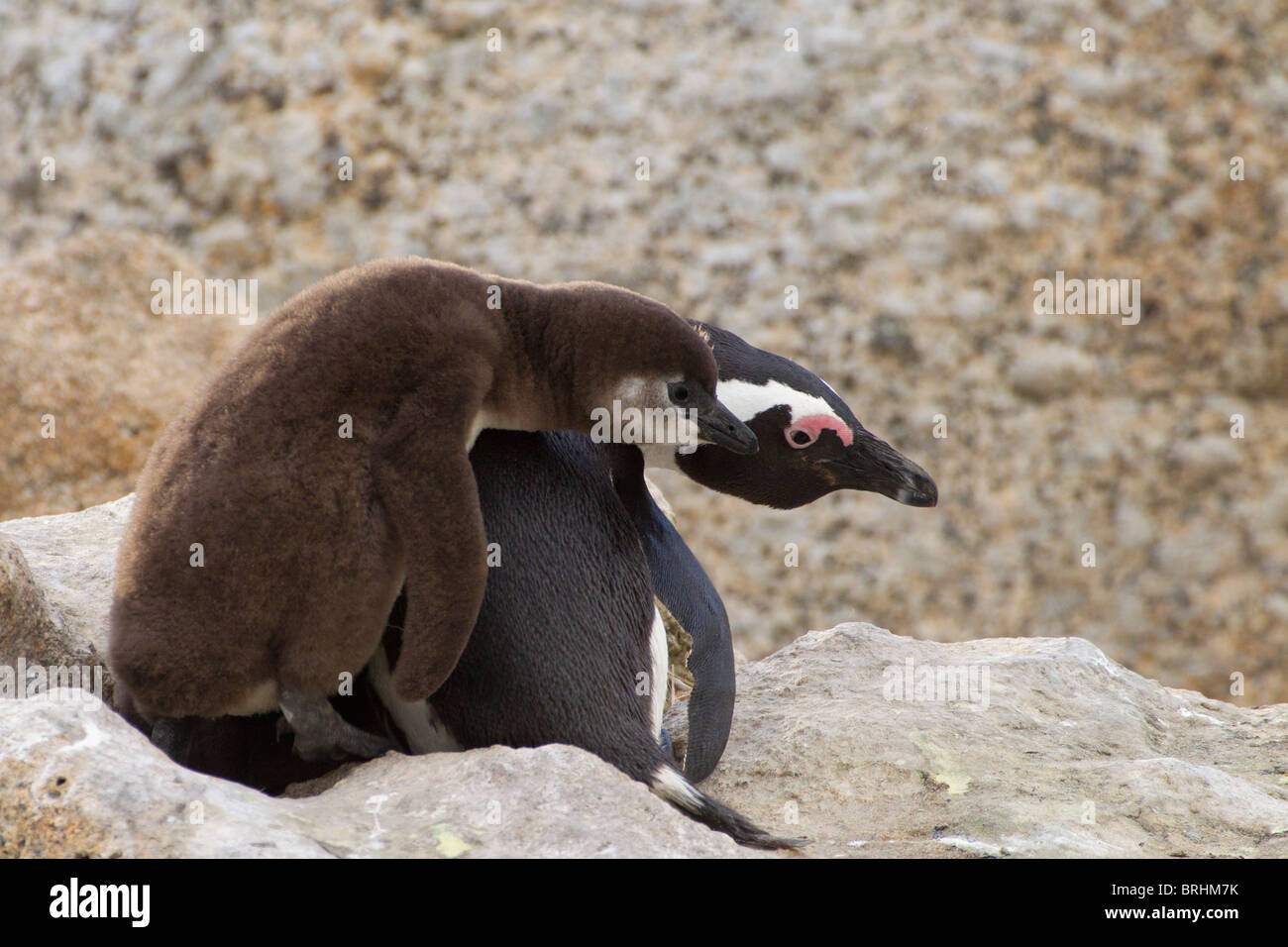 Afrikanische oder Jackass-Pinguin (Spheniscus Demersus) Stockfoto