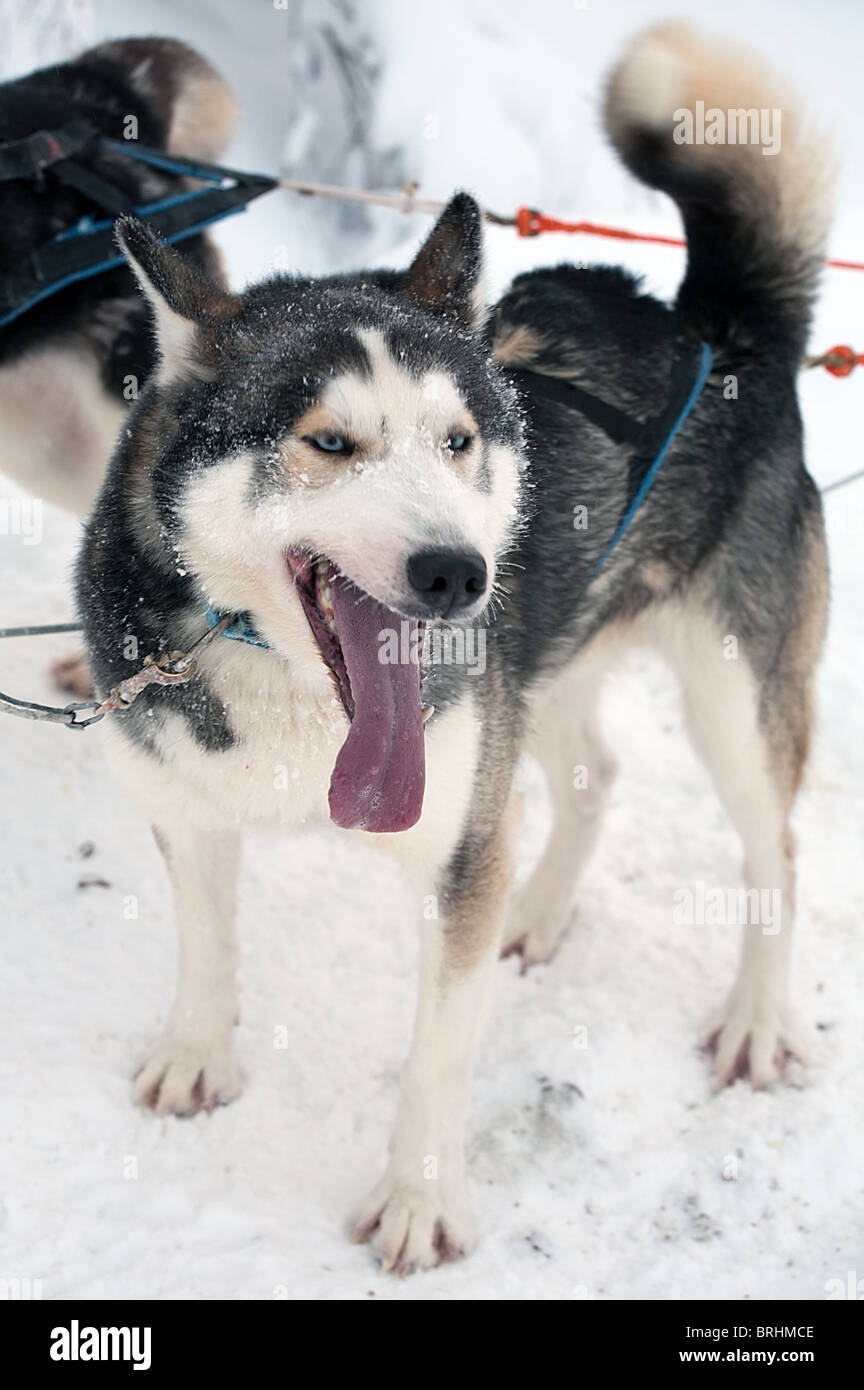 Nahaufnahme der blauäugige husky Hund Stockfoto