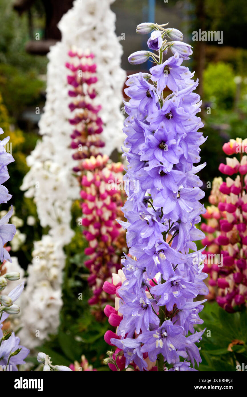 Rittersporn in Blüte Stockfoto