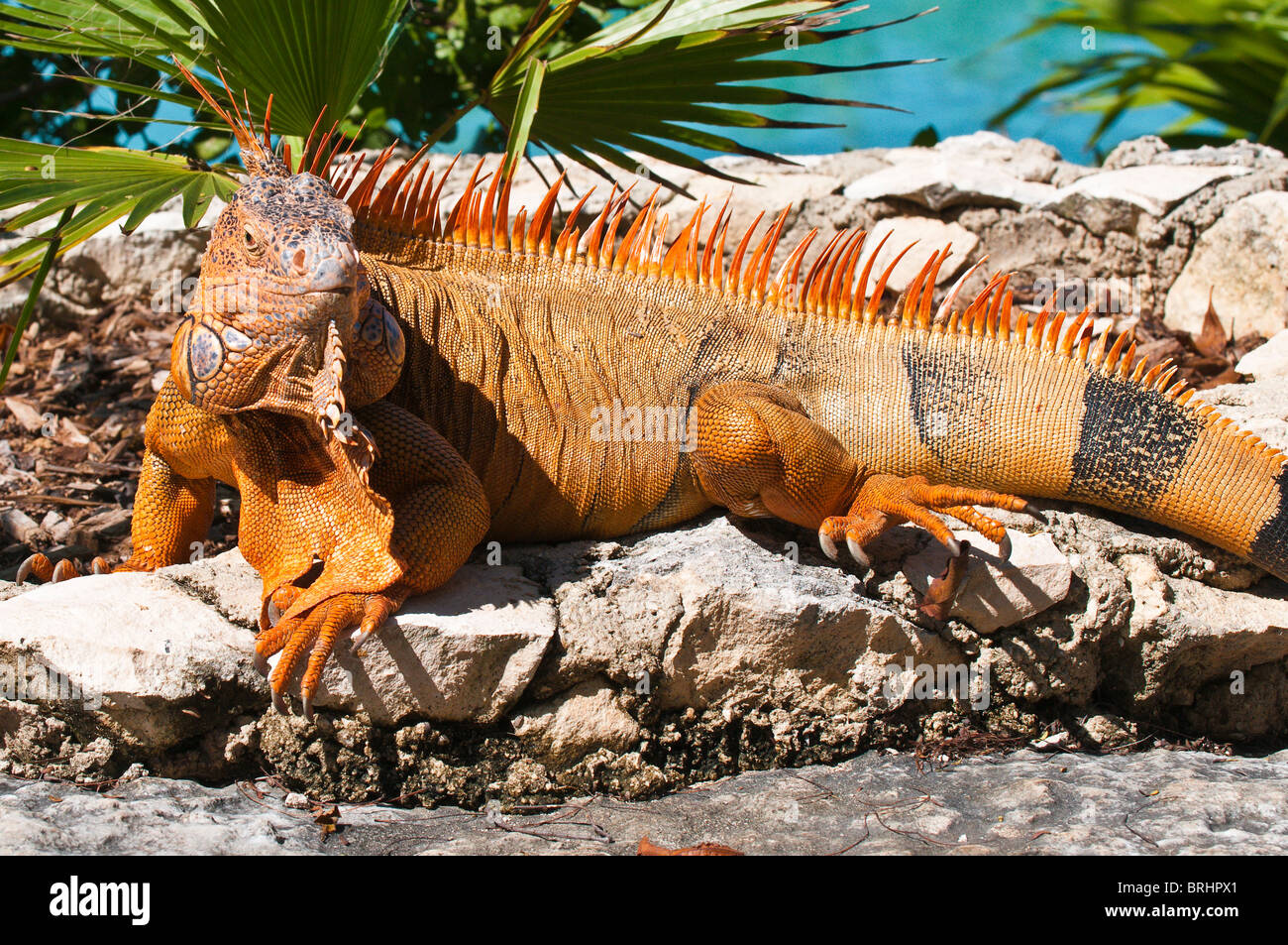 Mexiko, Cozumel. Iguana, Isla Cozumel, Cozumel. Stockfoto