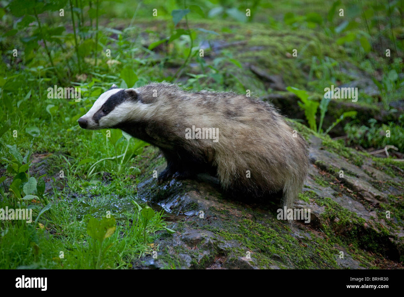 Europäischer Dachs (Meles Meles) auf Felsen im Wald, Schweden Stockfoto