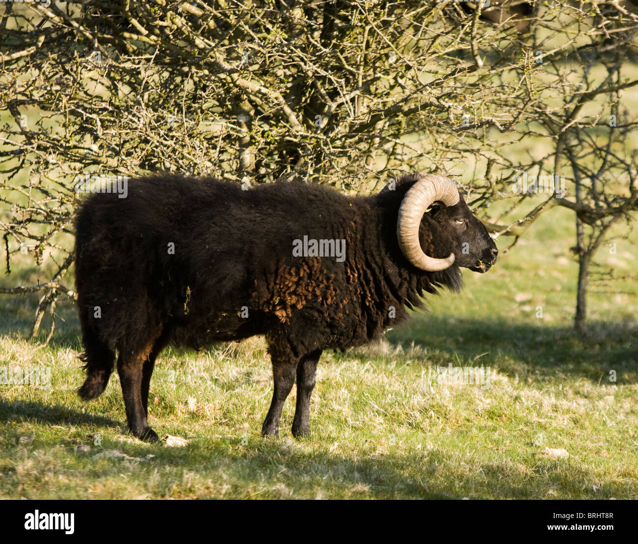 Black Welsh Mountain Schafe im Feld Stockfoto