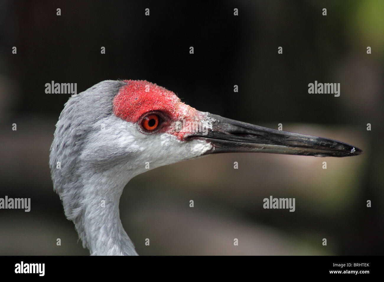 Eine Nahaufnahme von einem Sandhill Kran. Stockfoto