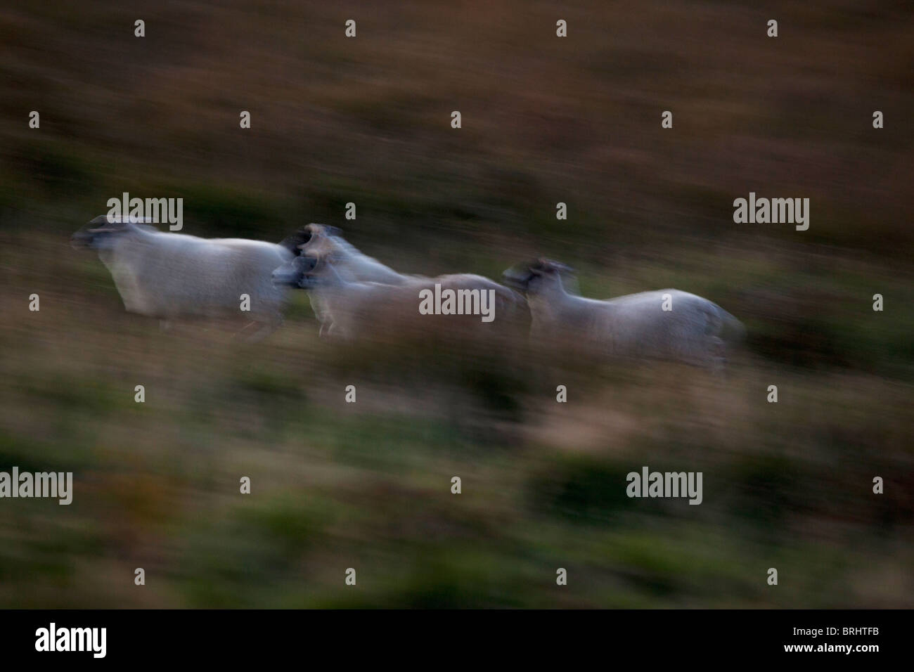 Scottish Blackface Schafe in der Abenddämmerung, Isle of Mull, Hebriden, Schottland Stockfoto