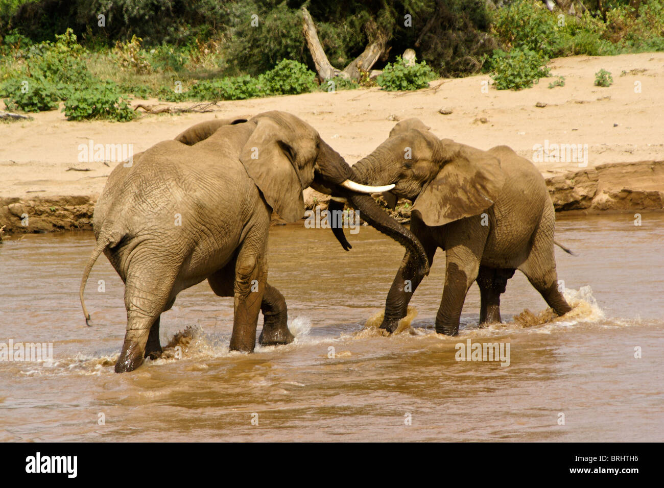 Junge männliche Elefanten spielen kämpfen im Fluss, Samburu, Kenia Stockfoto