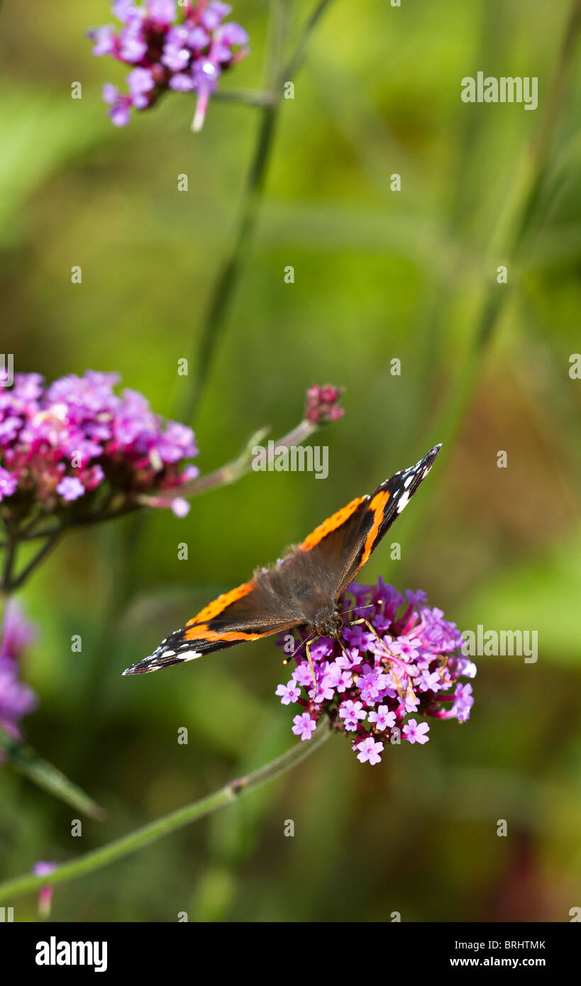 Rot Schmetterling Admiral (Vanessa atalanta) Fütterung auf Verbena bonariensis Blüte im Herbst in Großbritannien Stockfoto