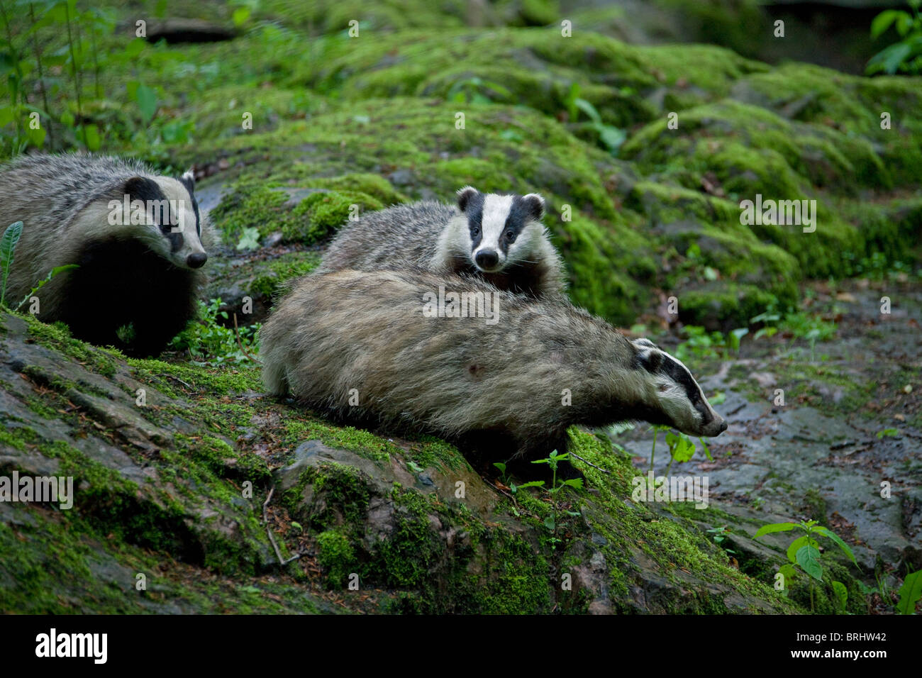 Europäische Dachse (Meles Meles) auf Felsen im Wald, Schweden Stockfoto