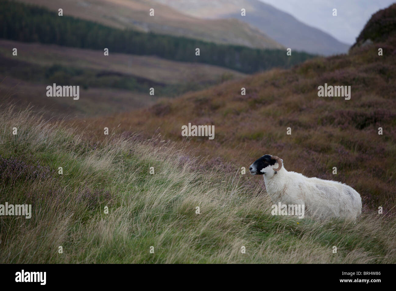 Scottish Blackface Schafe in der Abenddämmerung, Isle of Mull, Hebriden, Schottland Stockfoto
