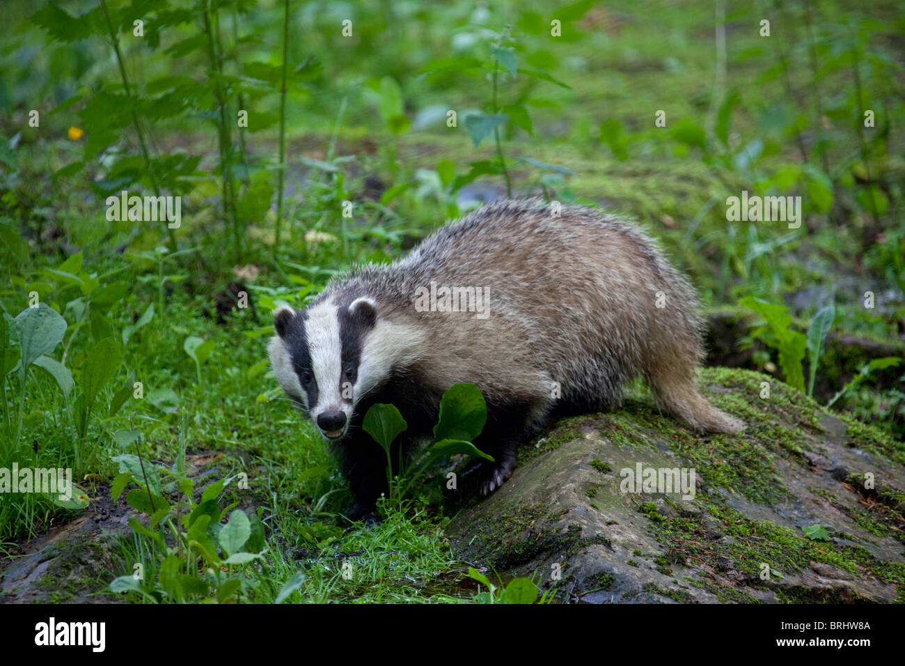 Europäischer Dachs (Meles Meles) auf Felsen im Wald, Schweden Stockfoto