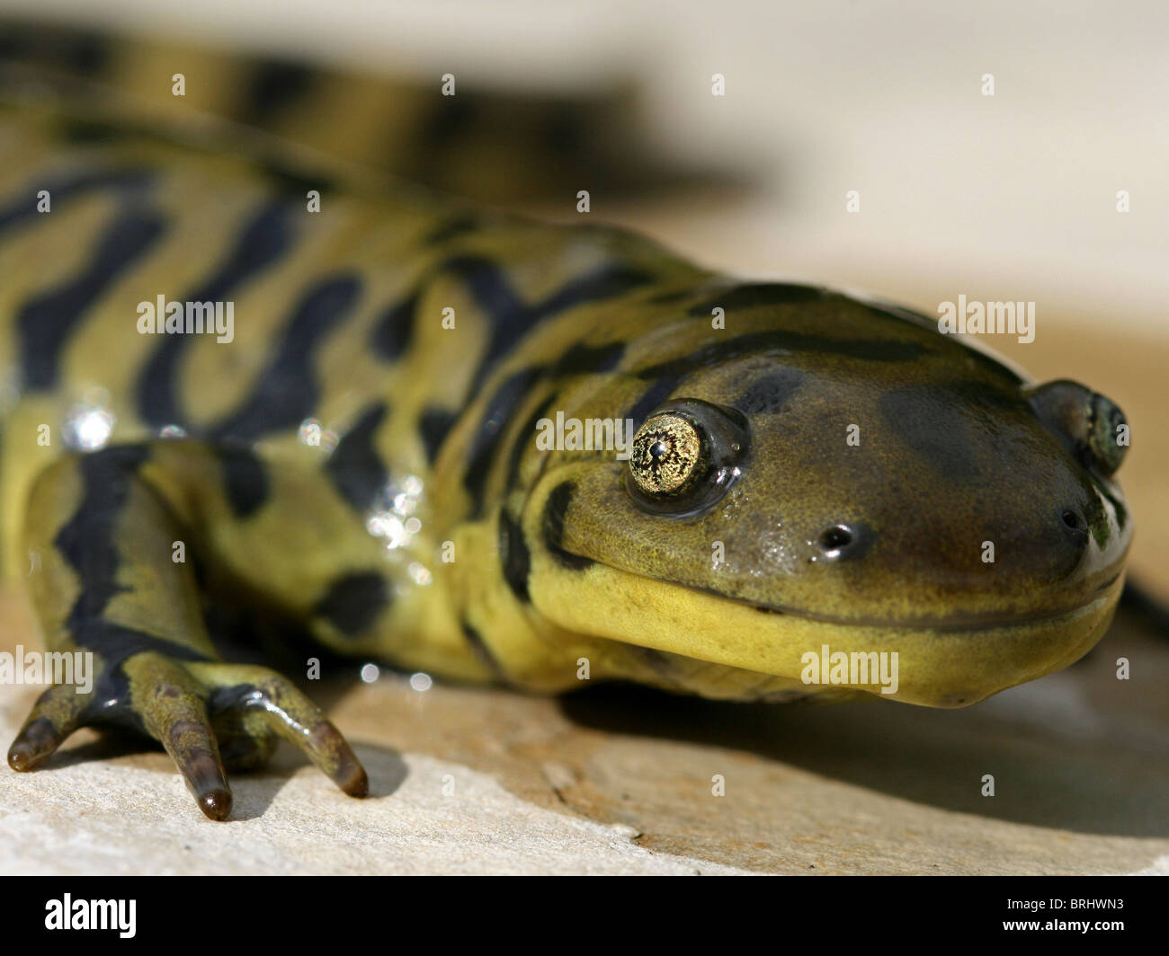 Gestromt Tiger Salamander (Z.B. Mavortium Melanostictum) Stockfoto