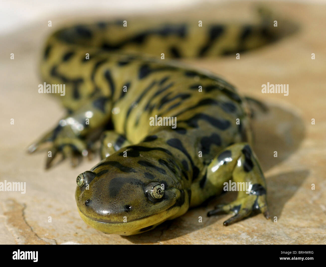 Gestromt Tiger Salamander (Z.B. Mavortium Melanostictum) Stockfoto