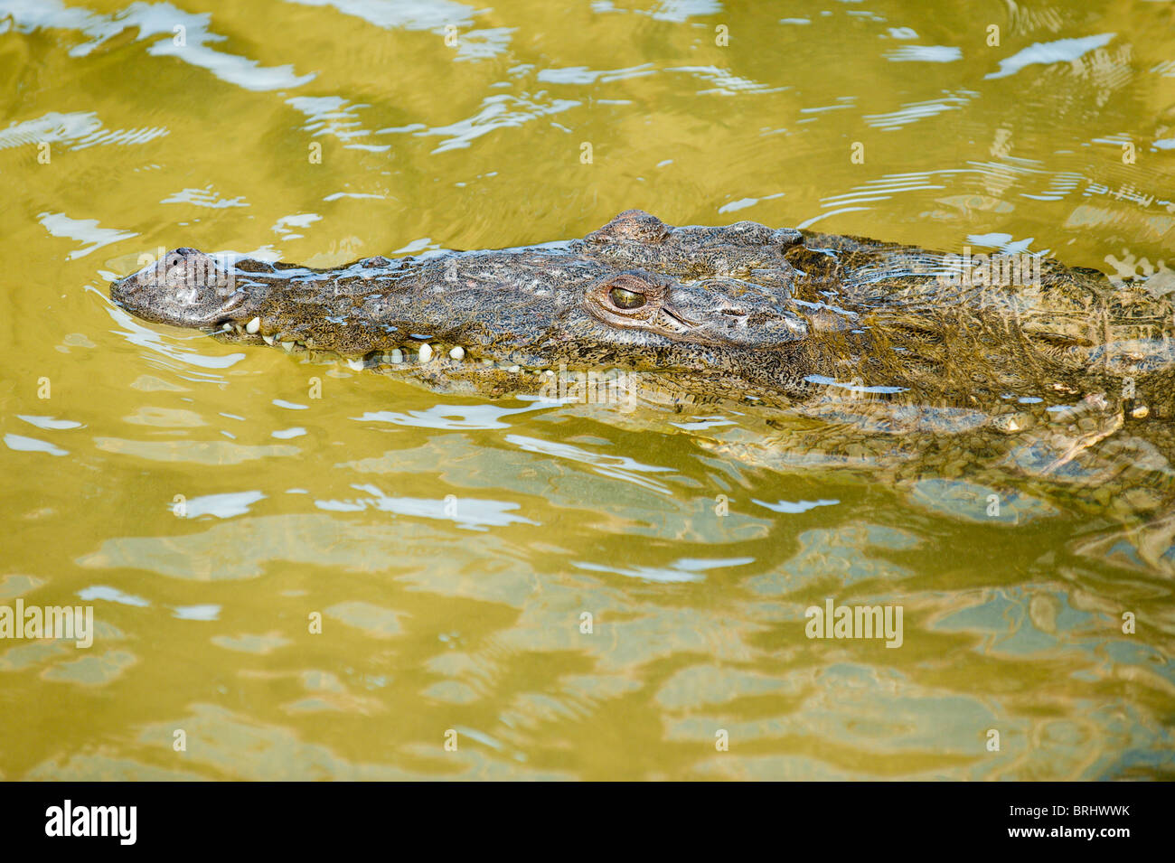 Mexiko, Cozumel. Salzwasserkrokodil (crocodylus porosus) in Punta Sur Park,  Isla Cozumel, Cozumel Island Stockfotografie - Alamy