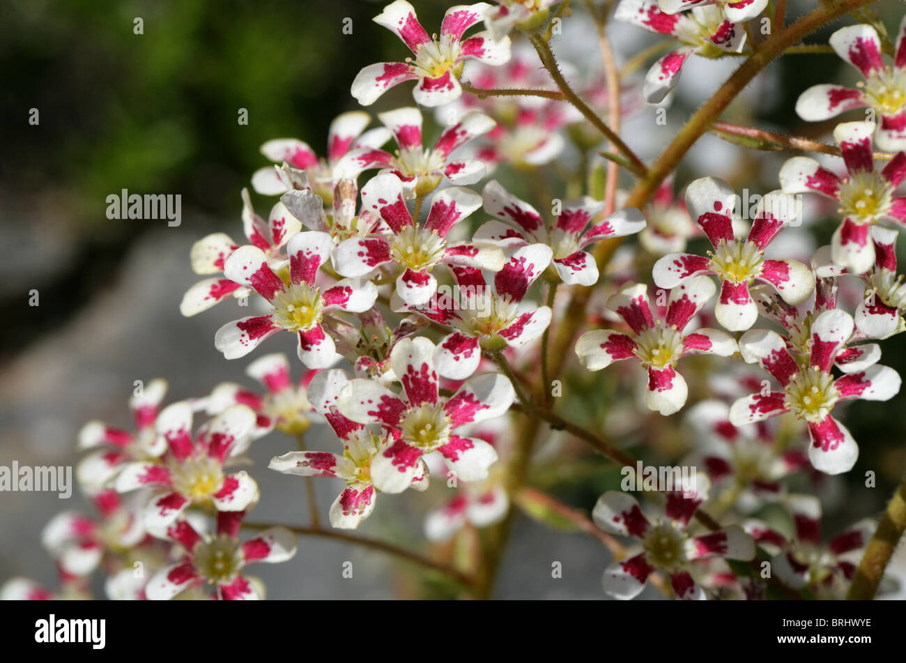 Saxifraga 'Southside Seedling', Saxifragaceae Stockfoto