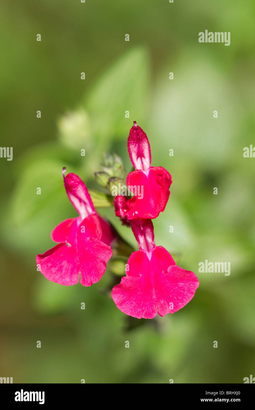 Cerise rosa Blüten der Gefleckte Dead-Nettle (Lamium maculatum) in voller Blüte im frühen Herbst in Großbritannien Stockfoto