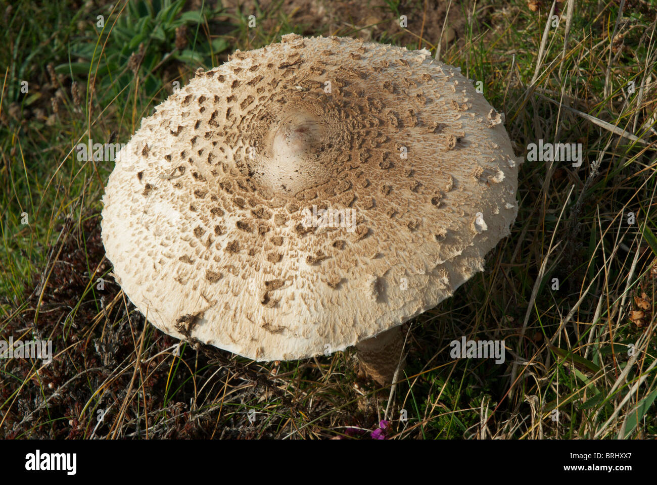 Macrolepiota Procera (Parasol Pilz) Fruchtkörper auf der Pembrokeshire Coast zeigt der Verein mit Heidekraut Stockfoto