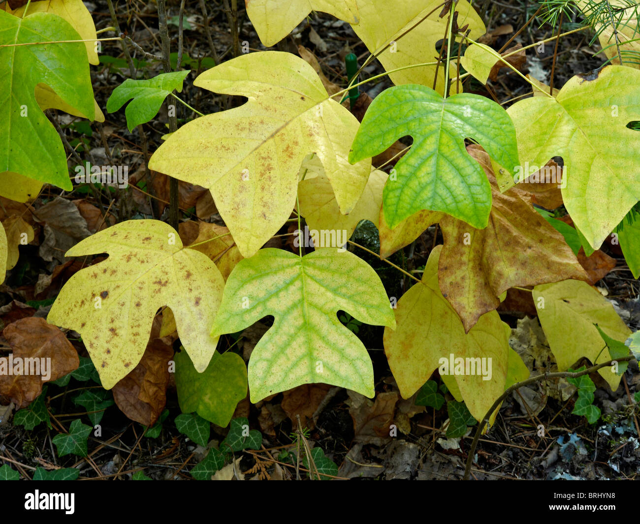 Blätter im Herbst von Liriodendron Sinensis im Arboretum De La Martiniere Stockfoto