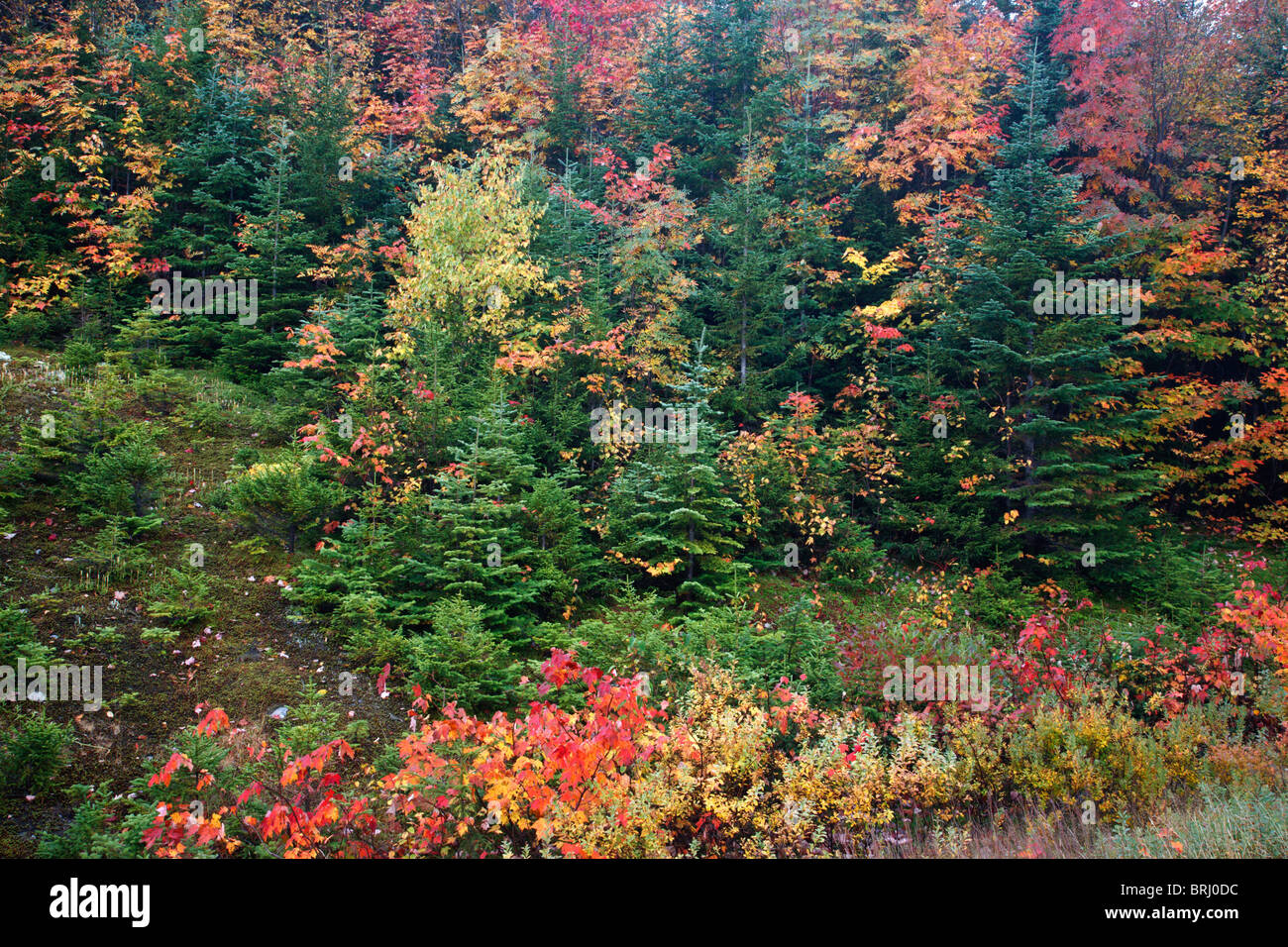 Kancamagus Pass während der Herbstmonate in den White Mountains, New Hampshire, USA Stockfoto