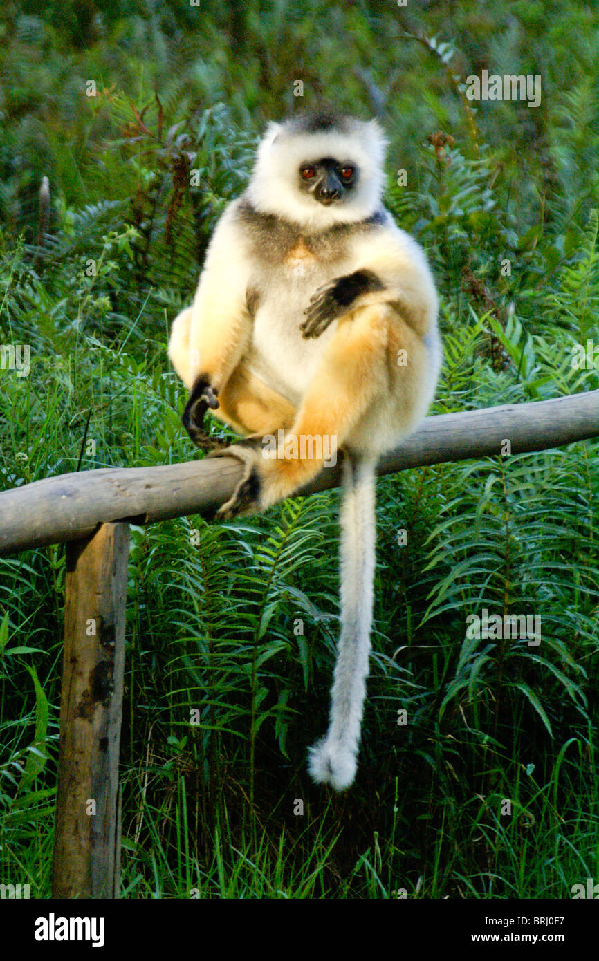 Matrizengeformte Sifaka, Lemuren-Insel, Andasibe, Madagaskar Stockfoto