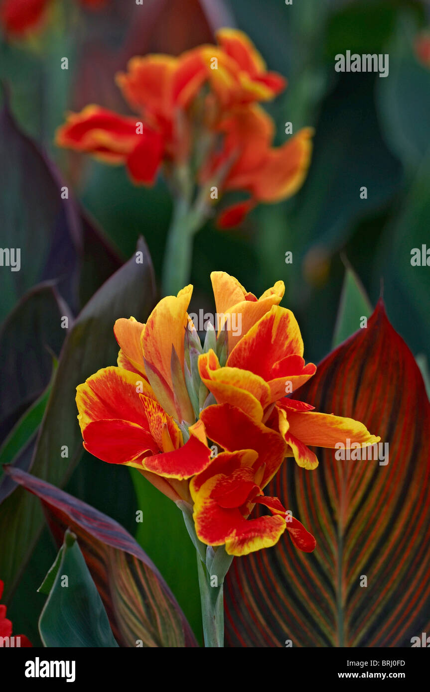 Rote canna blumen Fotos und Bildmaterial in hoher Auflösung Alamy
