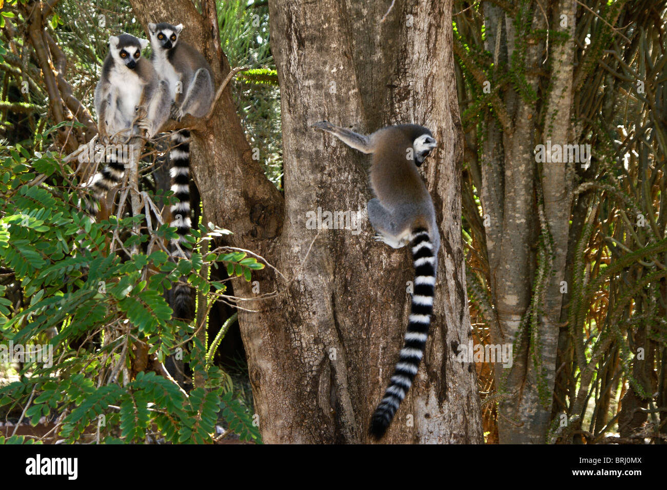 Kattas, Madagaskar Stockfoto