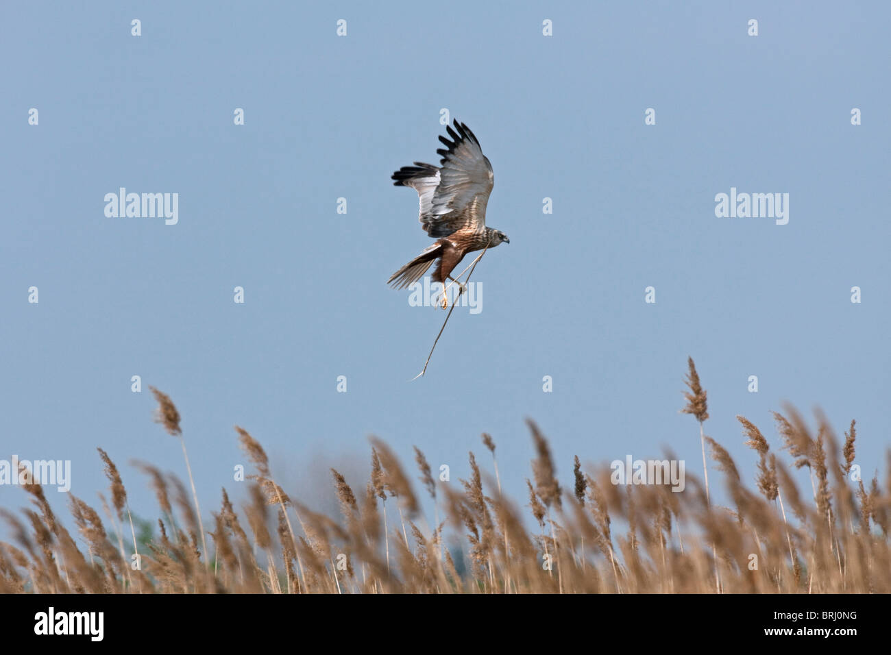 Rohrweihe (Circus Aeruginosus) männlichen im Flug tragen Zweig für Nestbau, Österreich Stockfoto