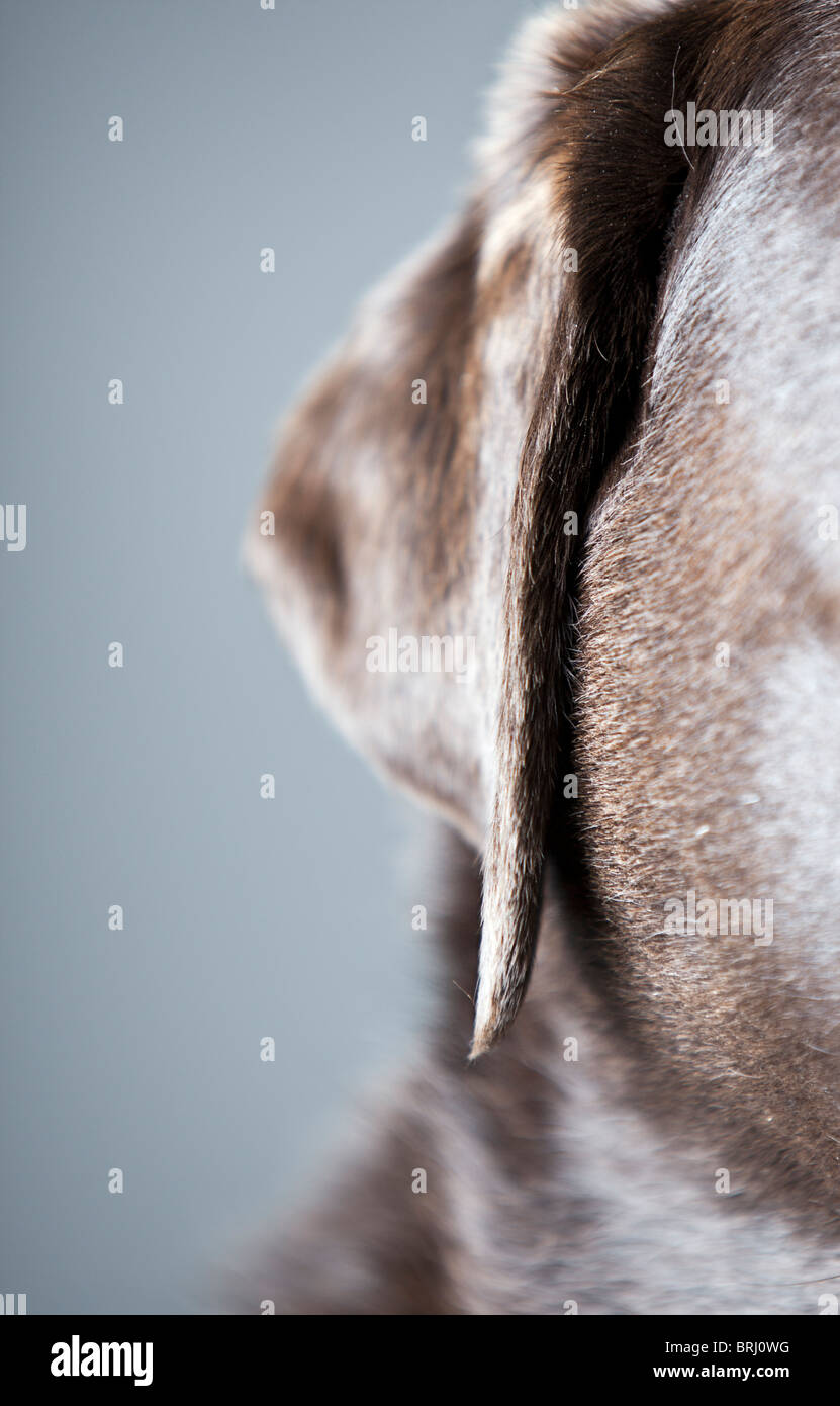 Close Up Shot Chocolate Labrador Stockfoto