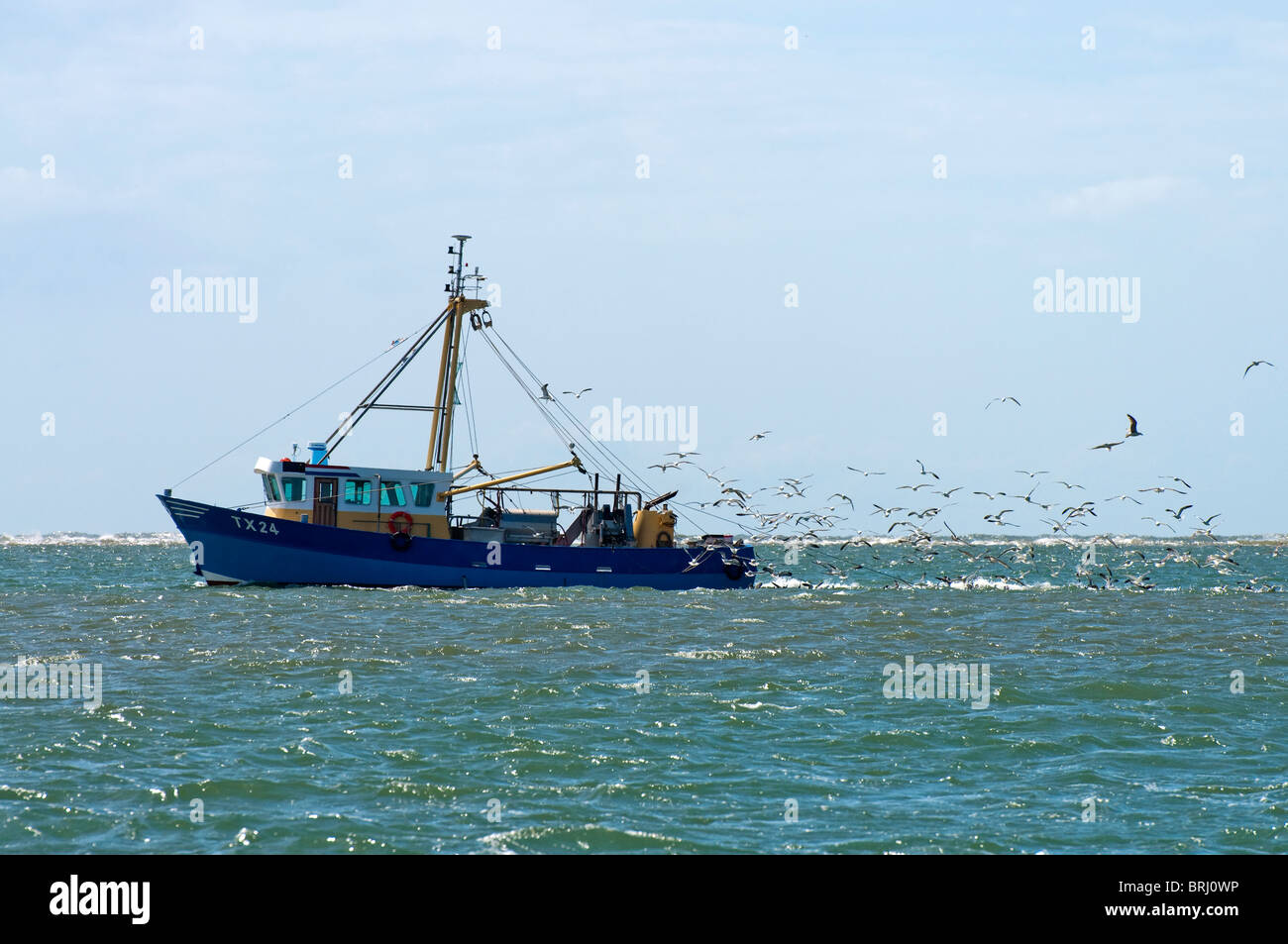 Seevögel nach Fischerboot am Wattenmeer, Texel, Niederlande Stockfoto