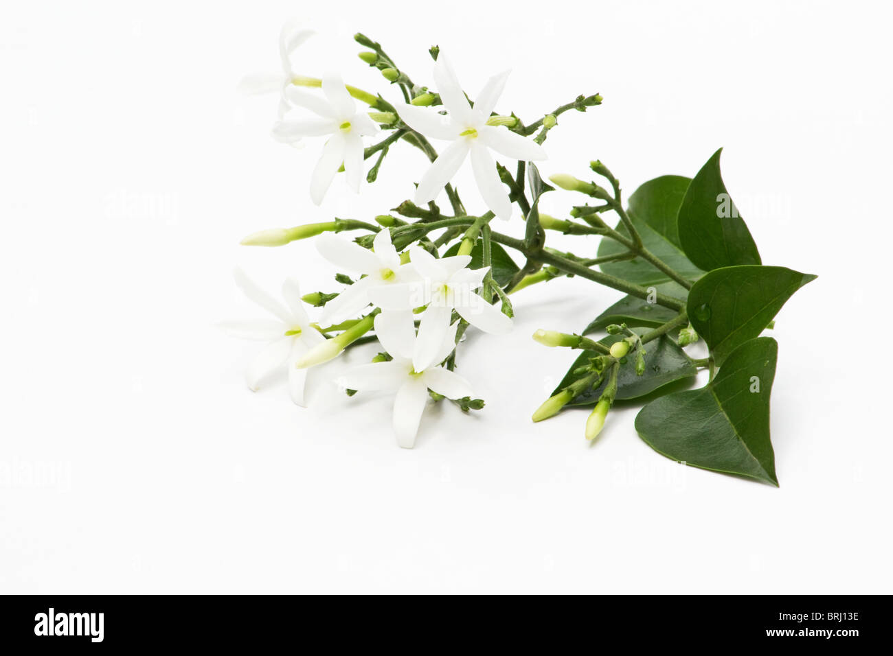 Azoren Jasmine auf weißem Hintergrund Stockfoto