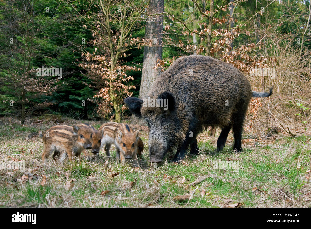 Wildschwein (Sus Scrofa) Sau mit Ferkel auf Nahrungssuche im Wald im Frühjahr, Deutschland Stockfoto