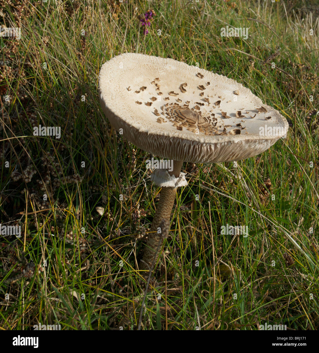 Macrolepiota Procera (Parasol Pilz) Fruchtkörper auf der Pembrokeshire Coast zeigt der Verein mit Heidekraut Stockfoto