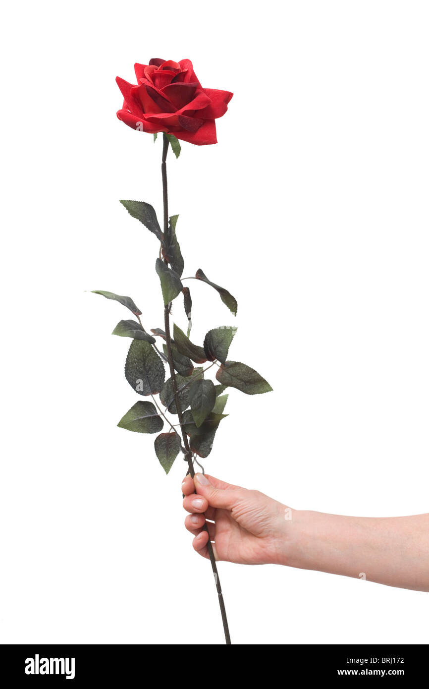 Hand hält eine rote rose Stockfoto