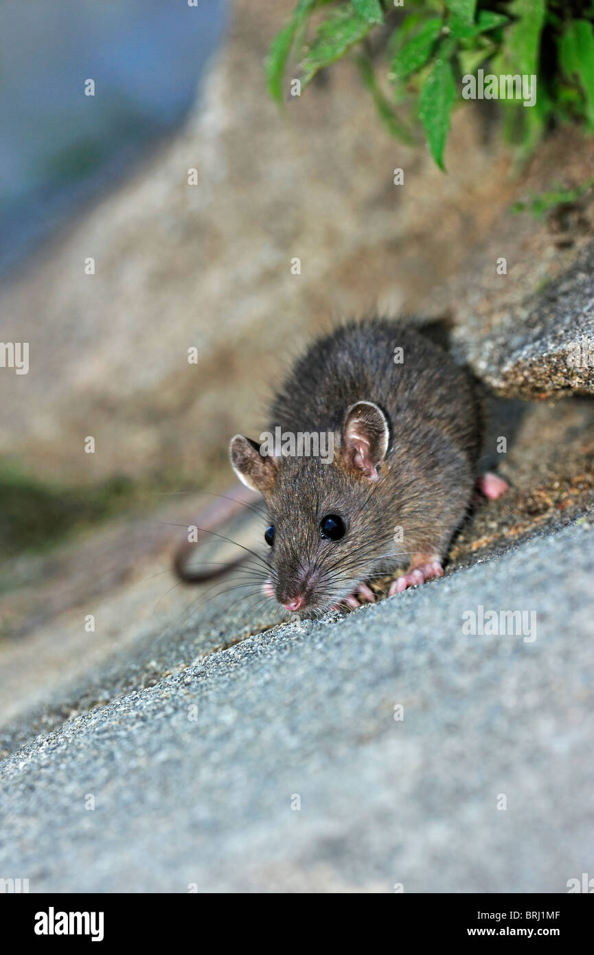 Juvenile braune Ratte (Rattus Norvegicus) auf Nahrungssuche Kanal entlang Stockfoto