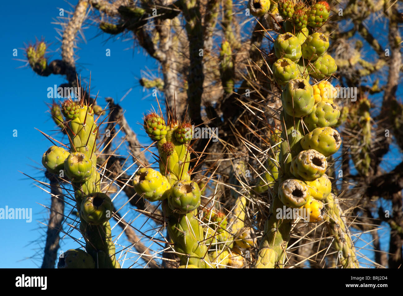 Opuntia Arten von Kakteen auf Uspiki Island, Titicacasee, Peru. Stockfoto