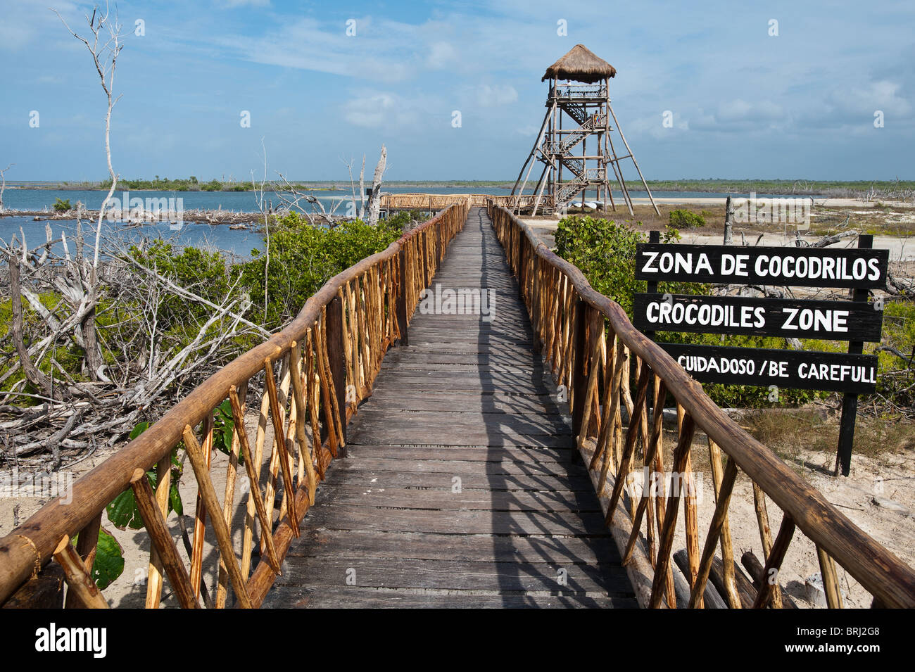 Mexiko, Cozumel. Salzwasserkrokodil crocodylus porosu lagood in Punta Sur Park, Isla Cozumel, Cozumel Island. Stockfoto
