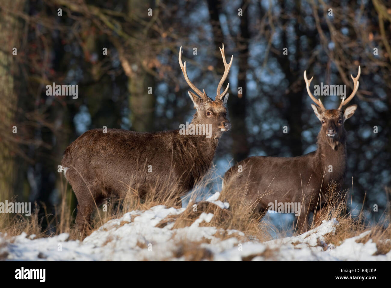 Sika Rotwild (Cervus Nippon) Hirsche im Wald im Schnee im Winter, Dänemark Stockfoto