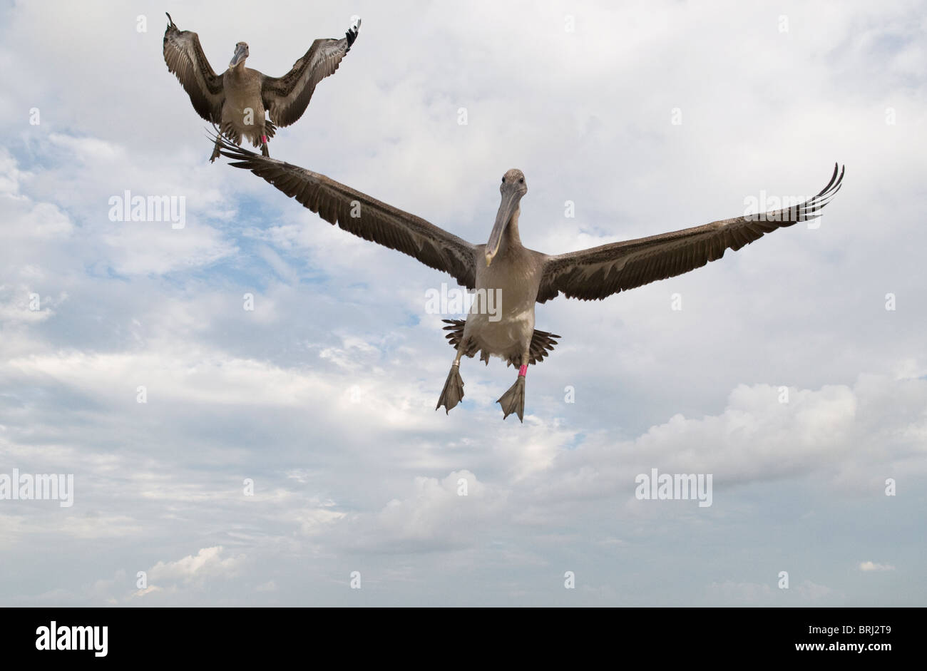 Freigegebene Pelikane fliegen zurück in die Wildnis. Stockfoto