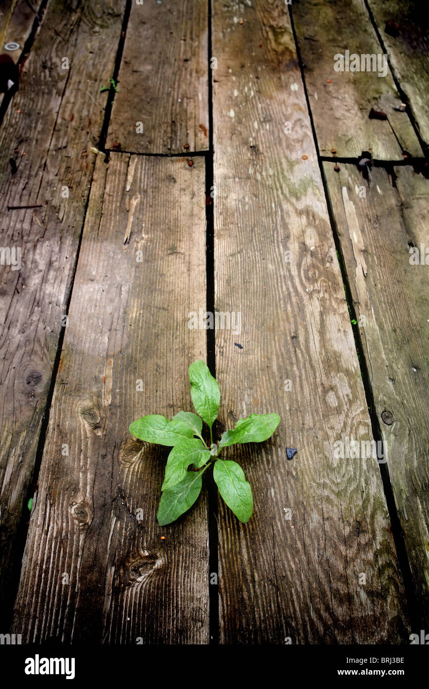 Hoffnung - junge grüne Pflanze entstehen durch die Ritzen der einen alten Holzboden aus einem verlassenen Lagerhaus. Pflanze im Mittelpunkt. Stockfoto