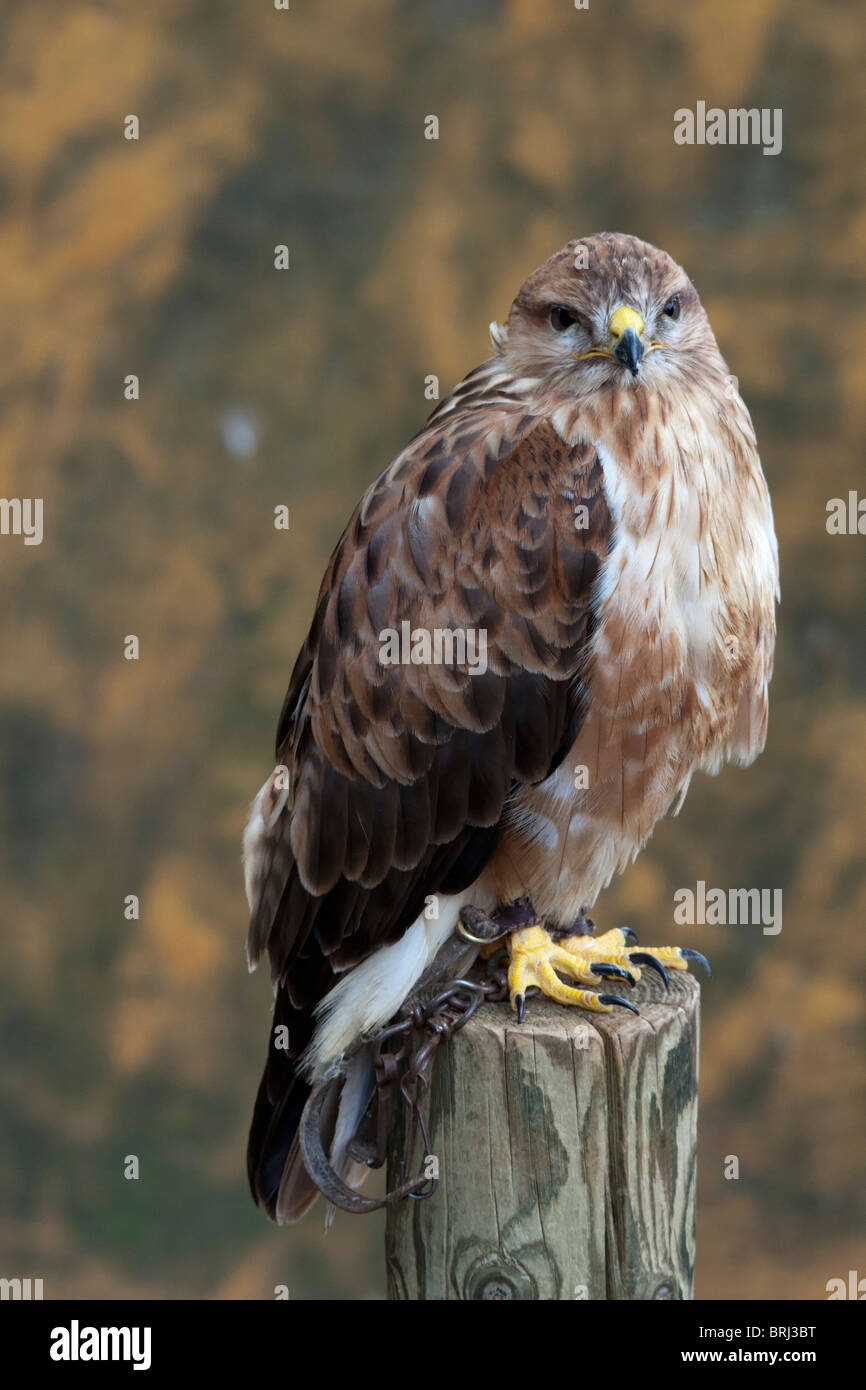 Rot - angebundener Falke (Buteo Jamaicensis) Stockfoto