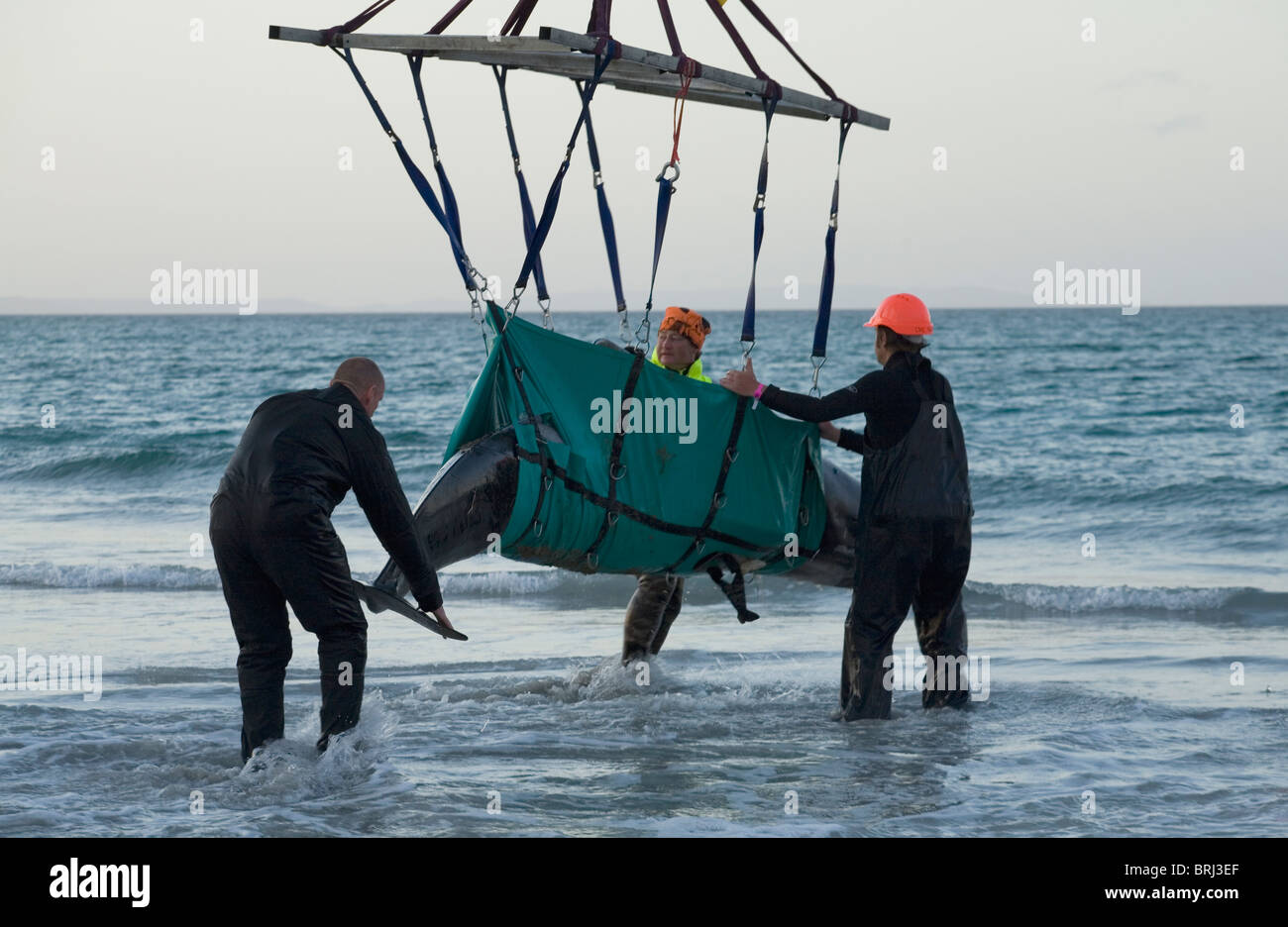 Gestrandeten Wal Schwamm wird erneut am Rarawa Beach, Neuseeland Stockfoto