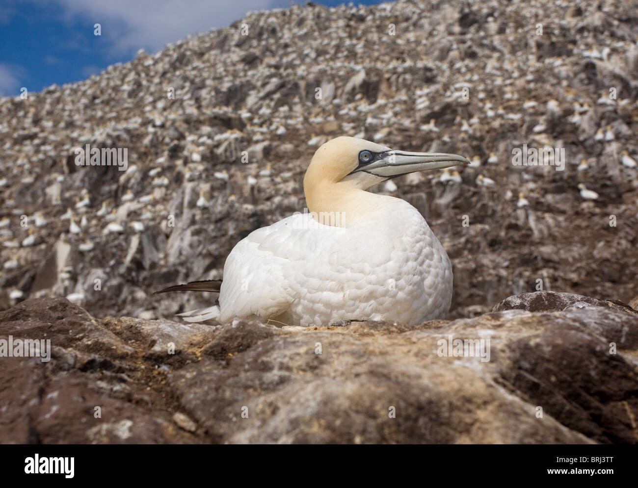 Gannet sitzt auf seinem Nest auf Bass Rock Stockfoto