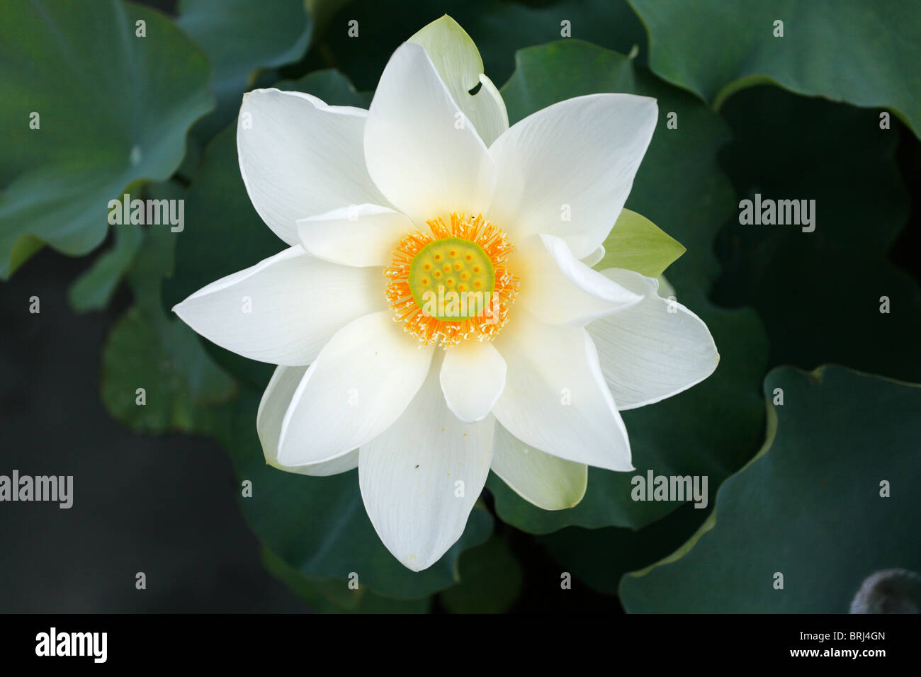 White Lotus Stockfotos Und Bilder Kaufen Seite 3 Alamy