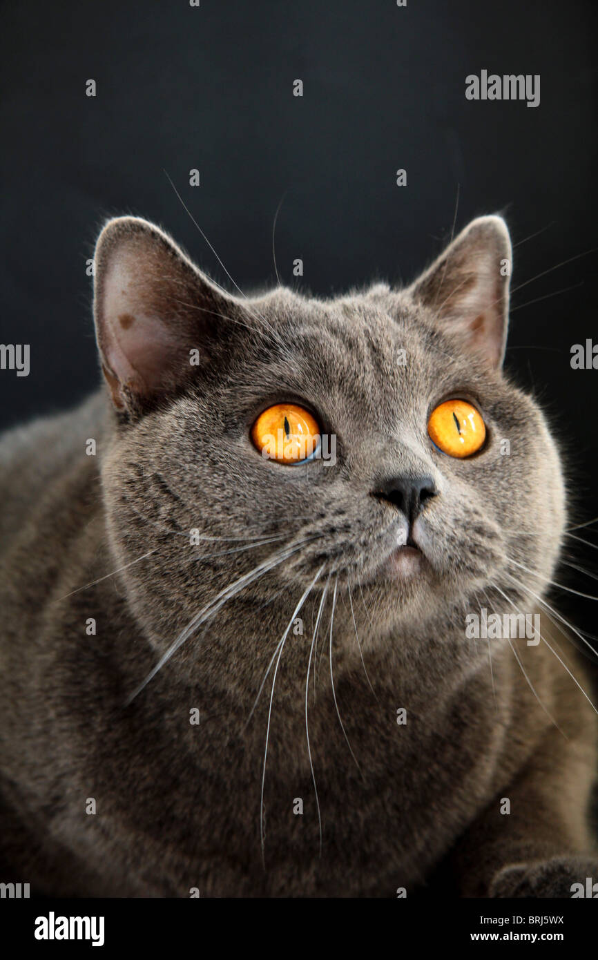 Britische blaue Katze mit orangefarbenen Augen auf schwarzem Hintergrund Stockfoto