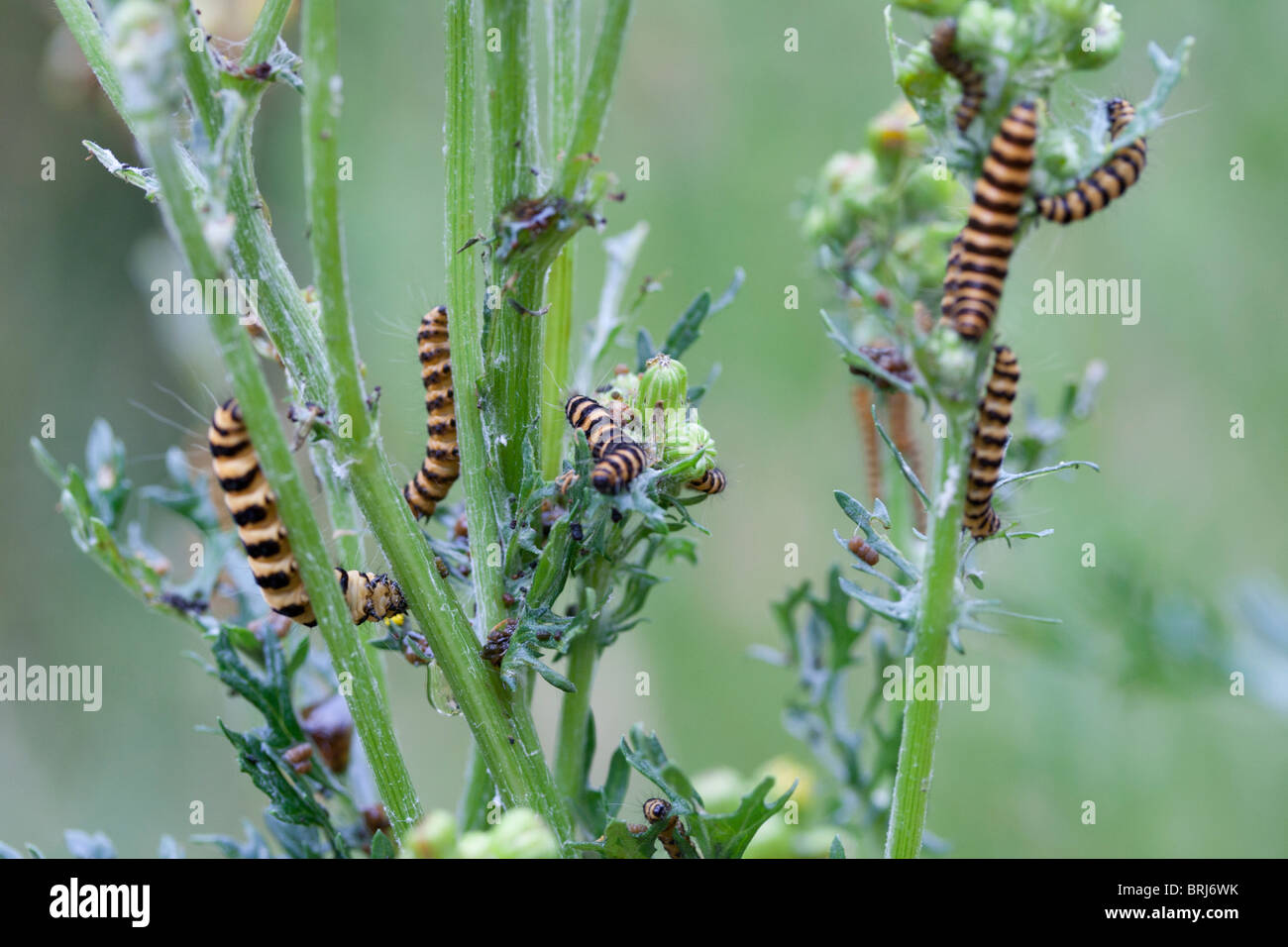 Eine Gruppe von Zinnober Caterpillar Moth auf Kreuzkraut in Surrey England Stockfoto