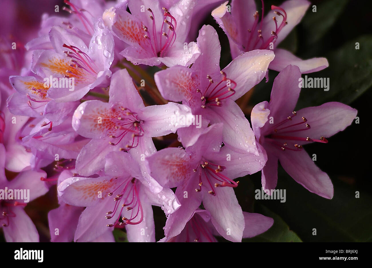 Rhododendren in Craflwyn nr. Beddgelert, N.Wales.The Rhododendren sind Verbreitung & töten die Tier-und Pflanzenwelt. Stockfoto