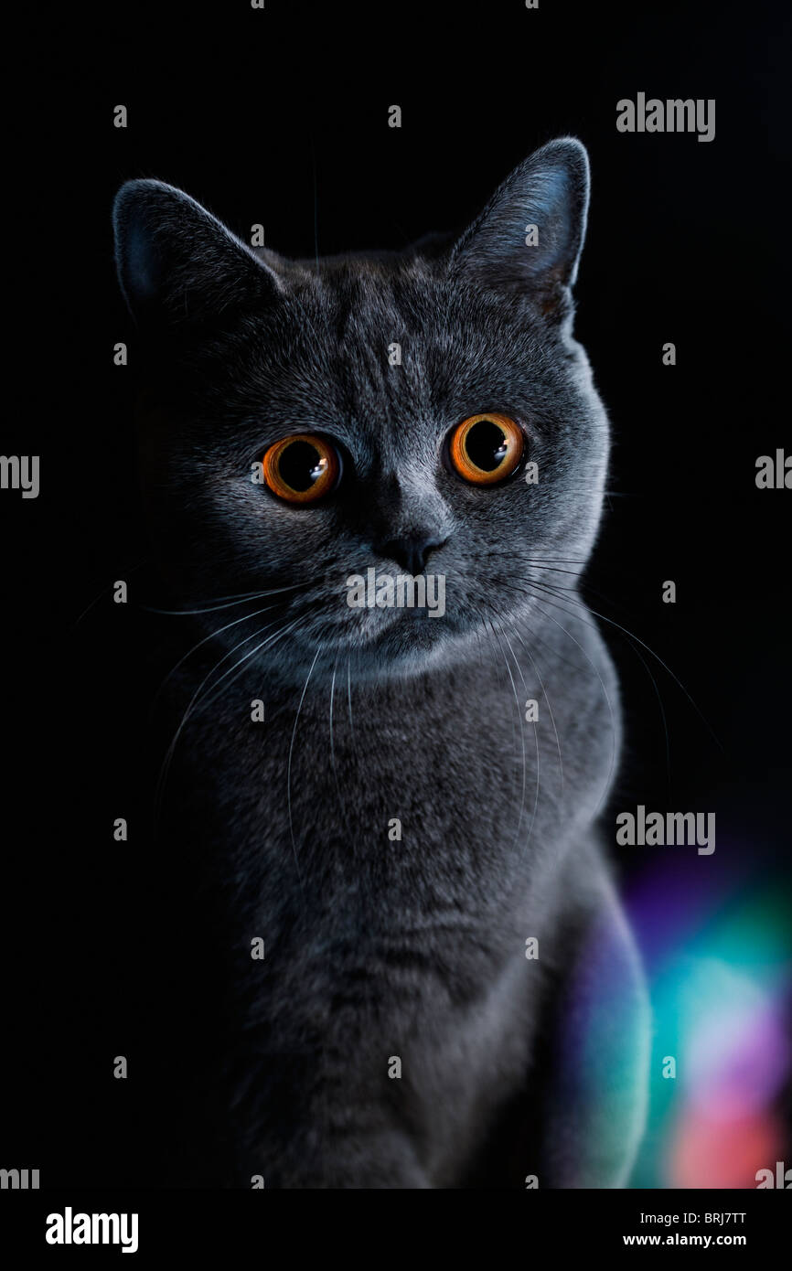 die Schnauze der Katze mit gelben Augen closeup Stockfoto