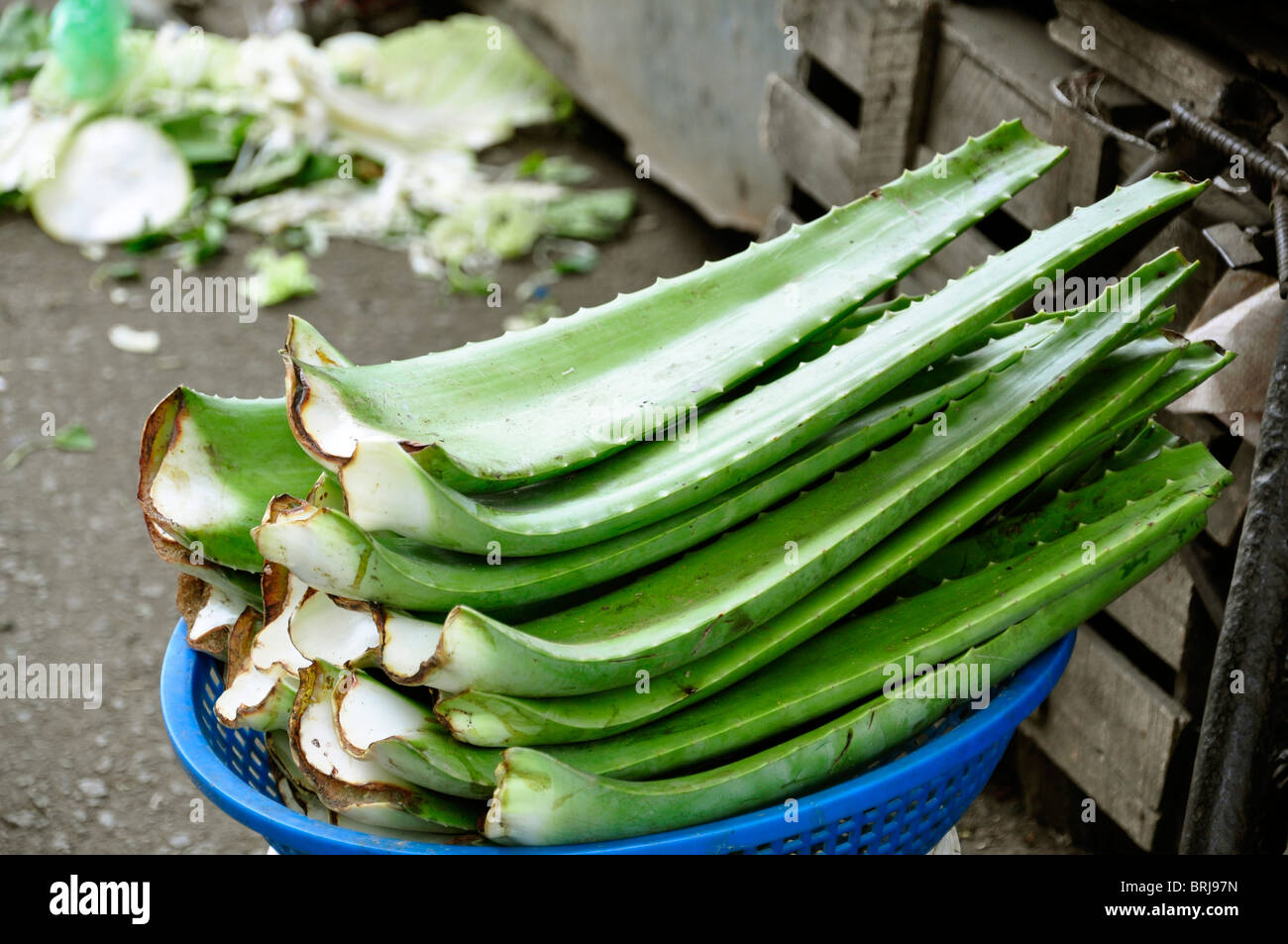 Aloe Vera für den Verkauf auf dem Markt in Nha Trang Stockfoto