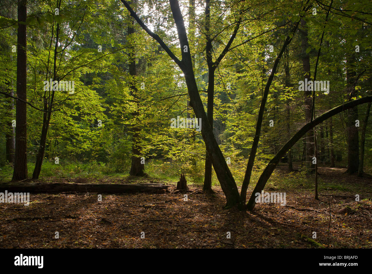 Sunny Laubwälder hauptsächlich Hainbuche Stand mit einigen alten Bäumen Stockfoto